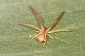 Sidymella_trapezia_D7728_Z_87_North Stradbroke island_Australie